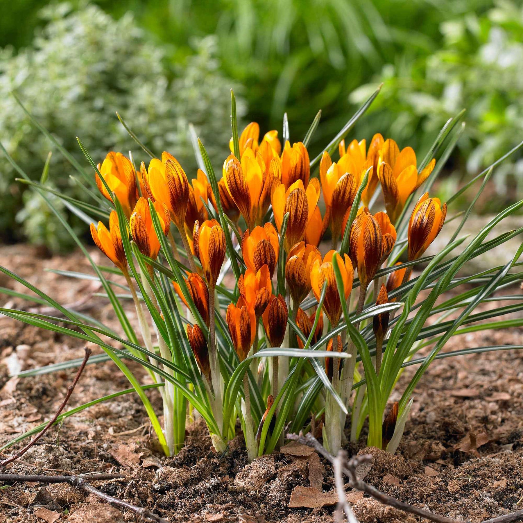 Crocus chrysanthus orange monarch - 15 Crocus orange - Crocus