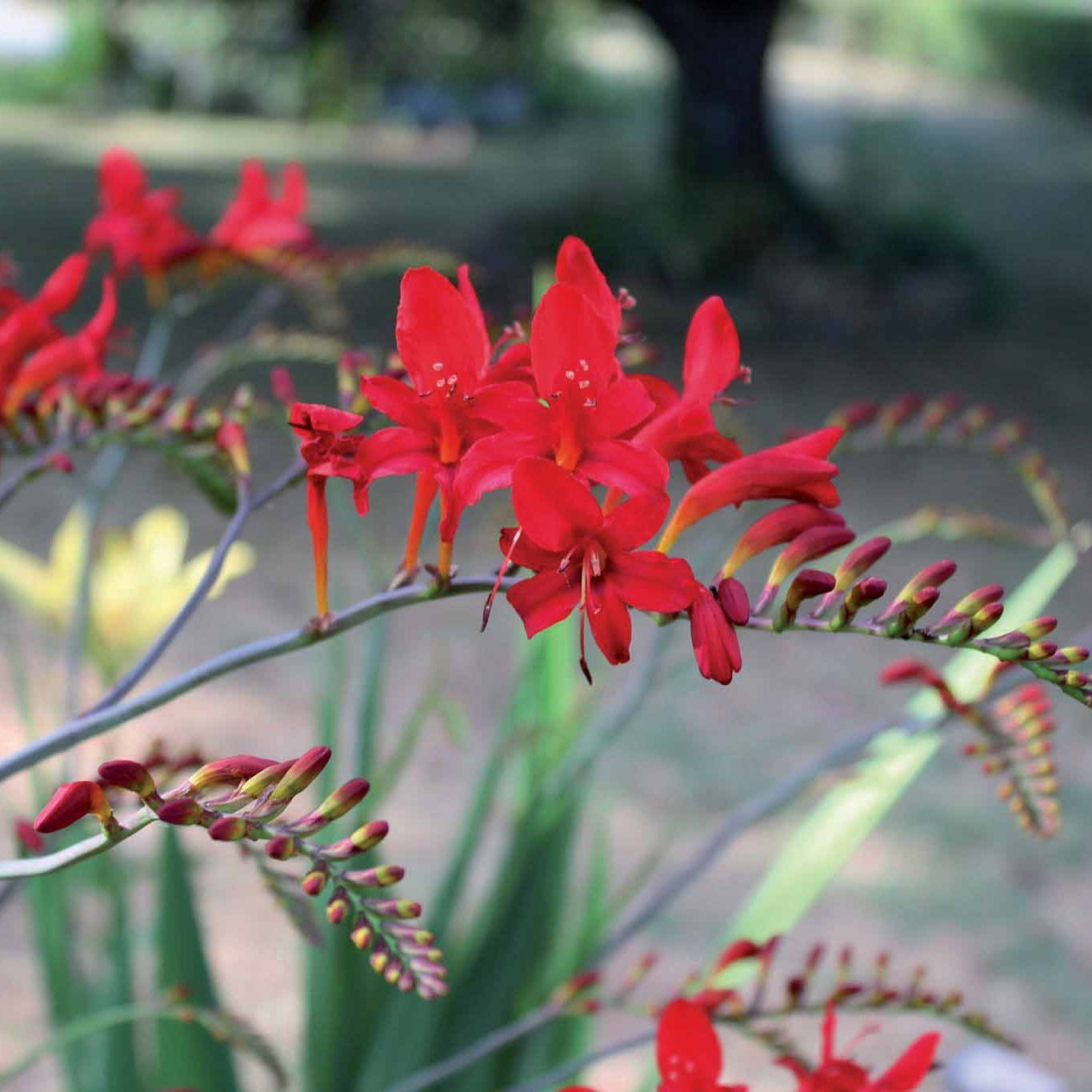 Crocosmia - 15 Crocosmias rouges - Crocosmia red
