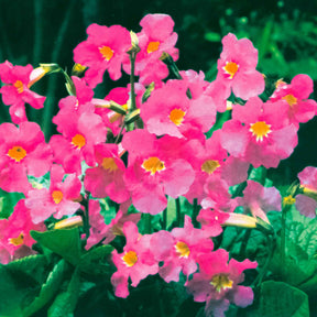 Incarvillée de Delavay - Incarvillea delavayi - Willemse