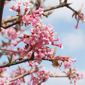Viorne Rose - Viburnum bodnantense Dawn - Willemse