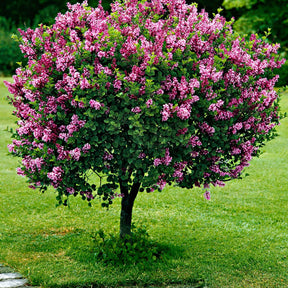 Syringa meyeri  palibin - Lilas Palibin sur tige - Lilas