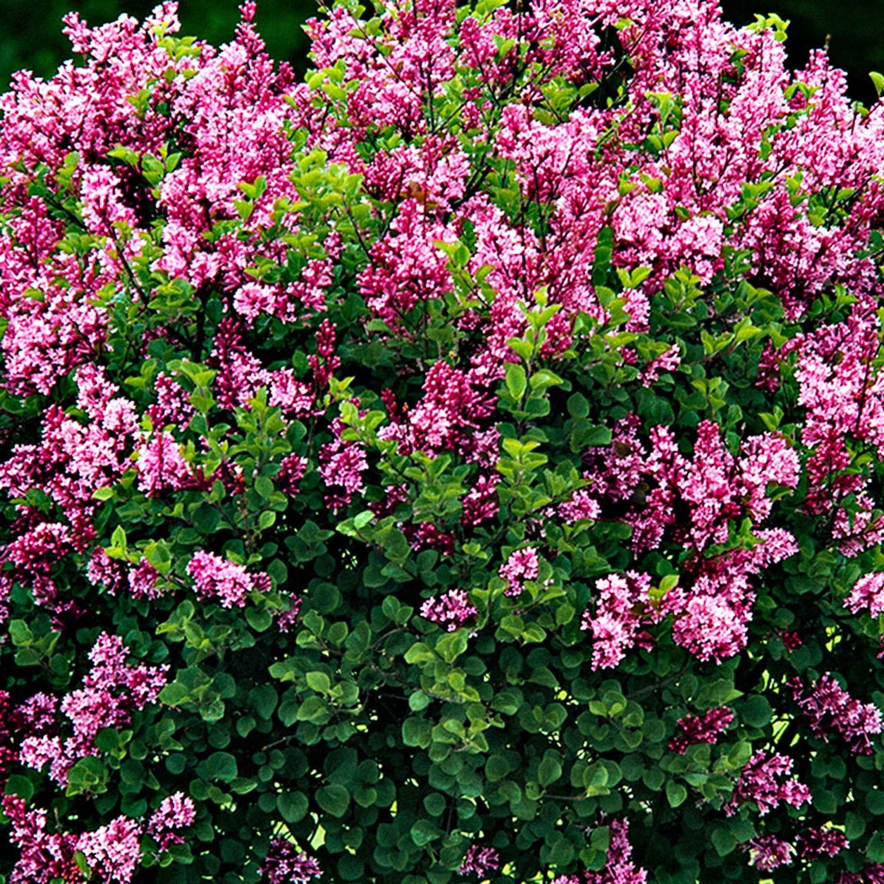 Lilas - Lilas Palibin sur tige - Syringa meyeri  palibin