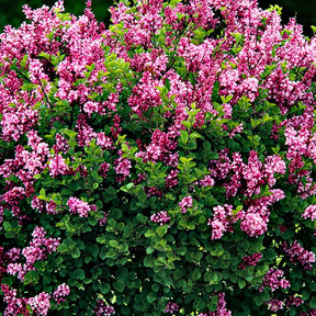 Lilas - Lilas Palibin sur tige - Syringa meyeri  palibin