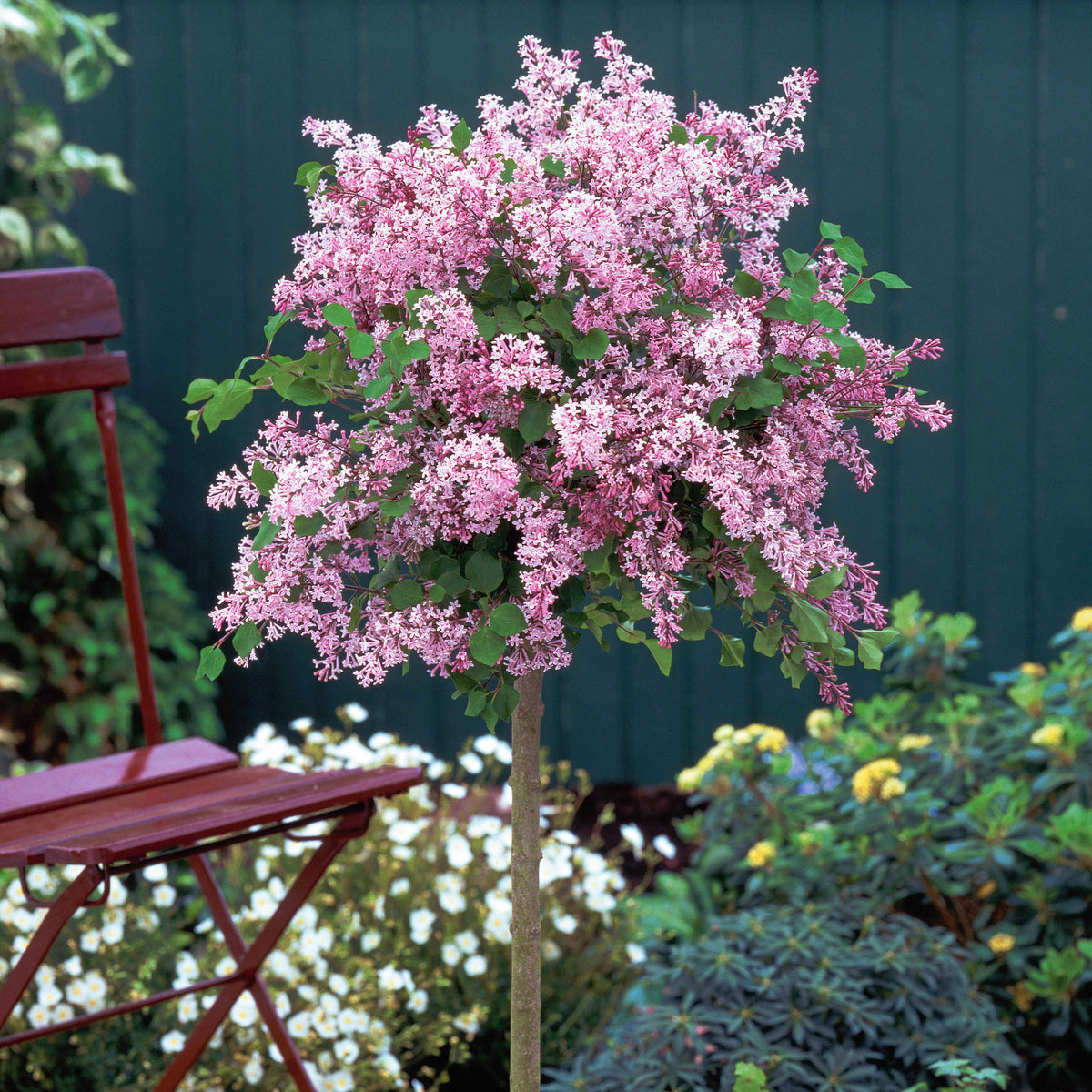 Lilas Palibin sur tige - Syringa meyeri  palibin - Willemse