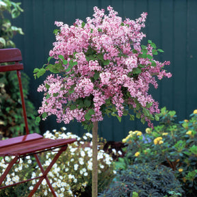 Lilas Palibin sur tige - Syringa meyeri  palibin - Willemse