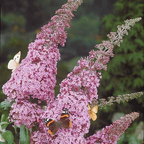 Arbre à papillons Pink Delight - Buddleja davidii pink delight - Willemse