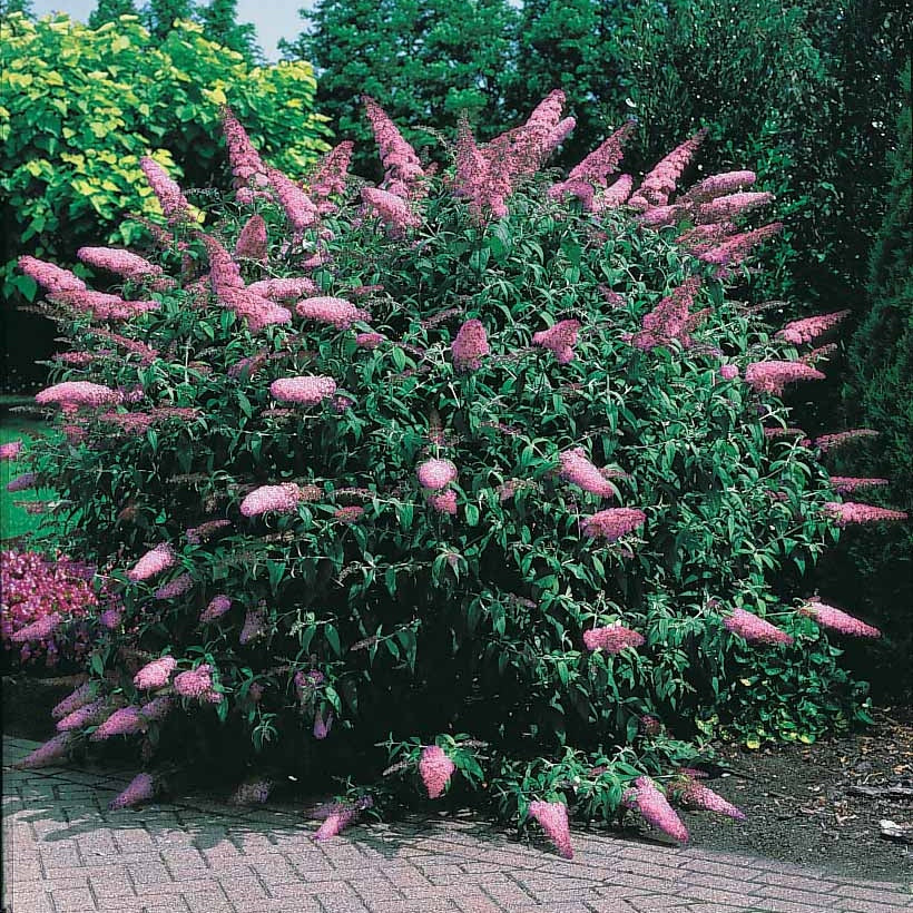 Arbres aux papillons - Arbre à papillons Pink Delight - Buddleja davidii pink delight