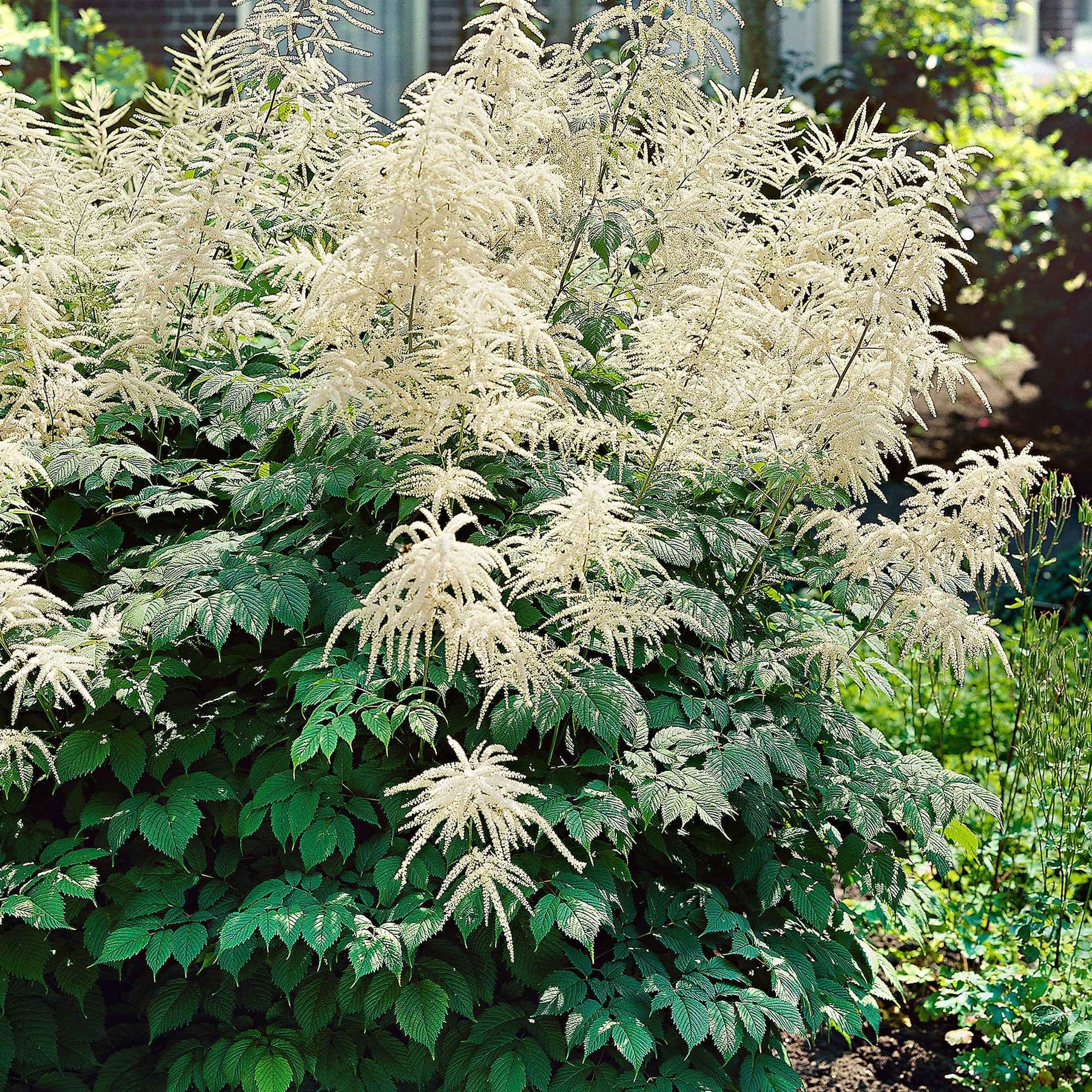 Aruncus dioicus - Barbe de bouc dioïques - Barbe de bouc