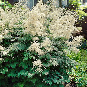 Aruncus dioicus - Barbe de bouc dioïques - Barbe de bouc