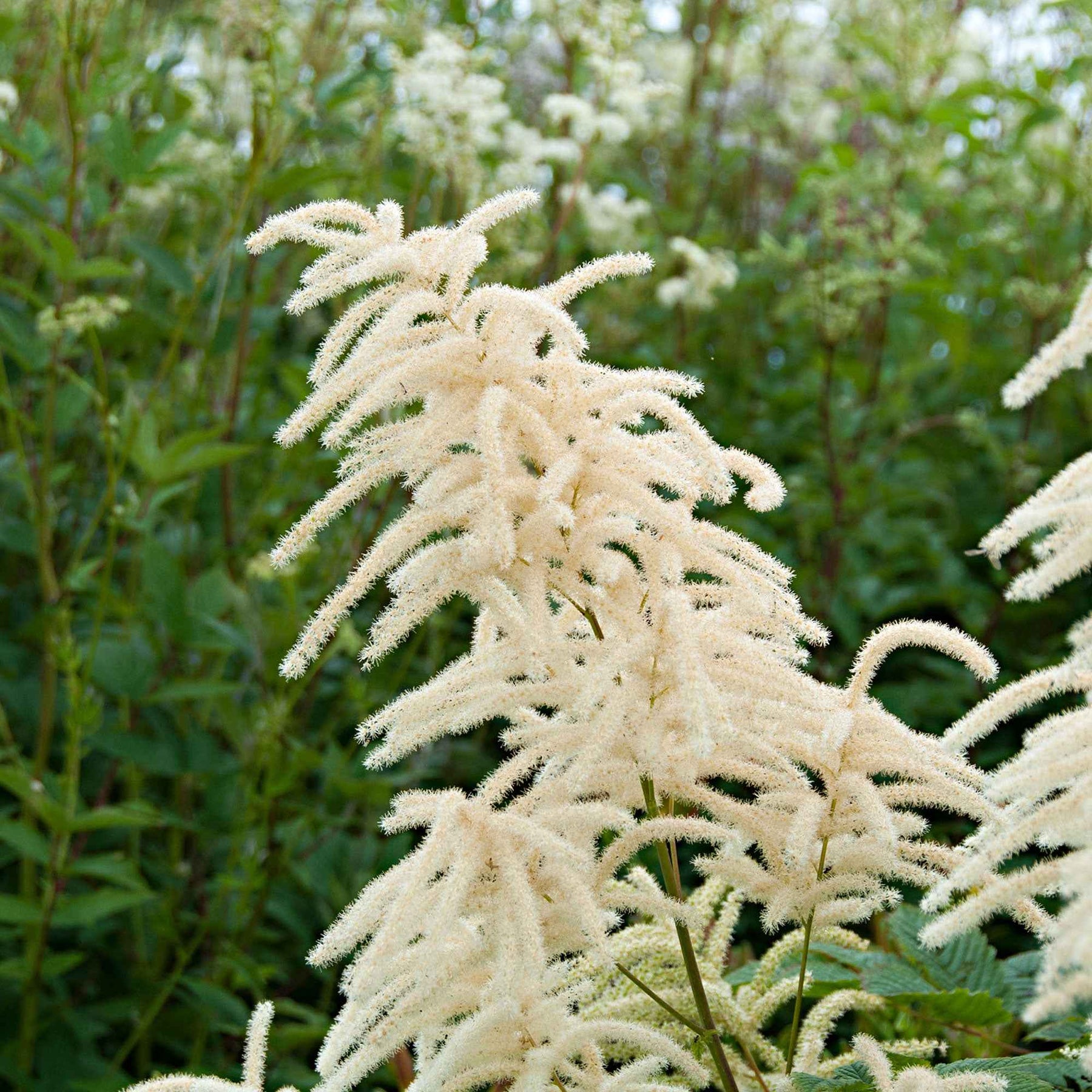 Barbe de bouc - Barbe de bouc dioïques - Aruncus dioicus