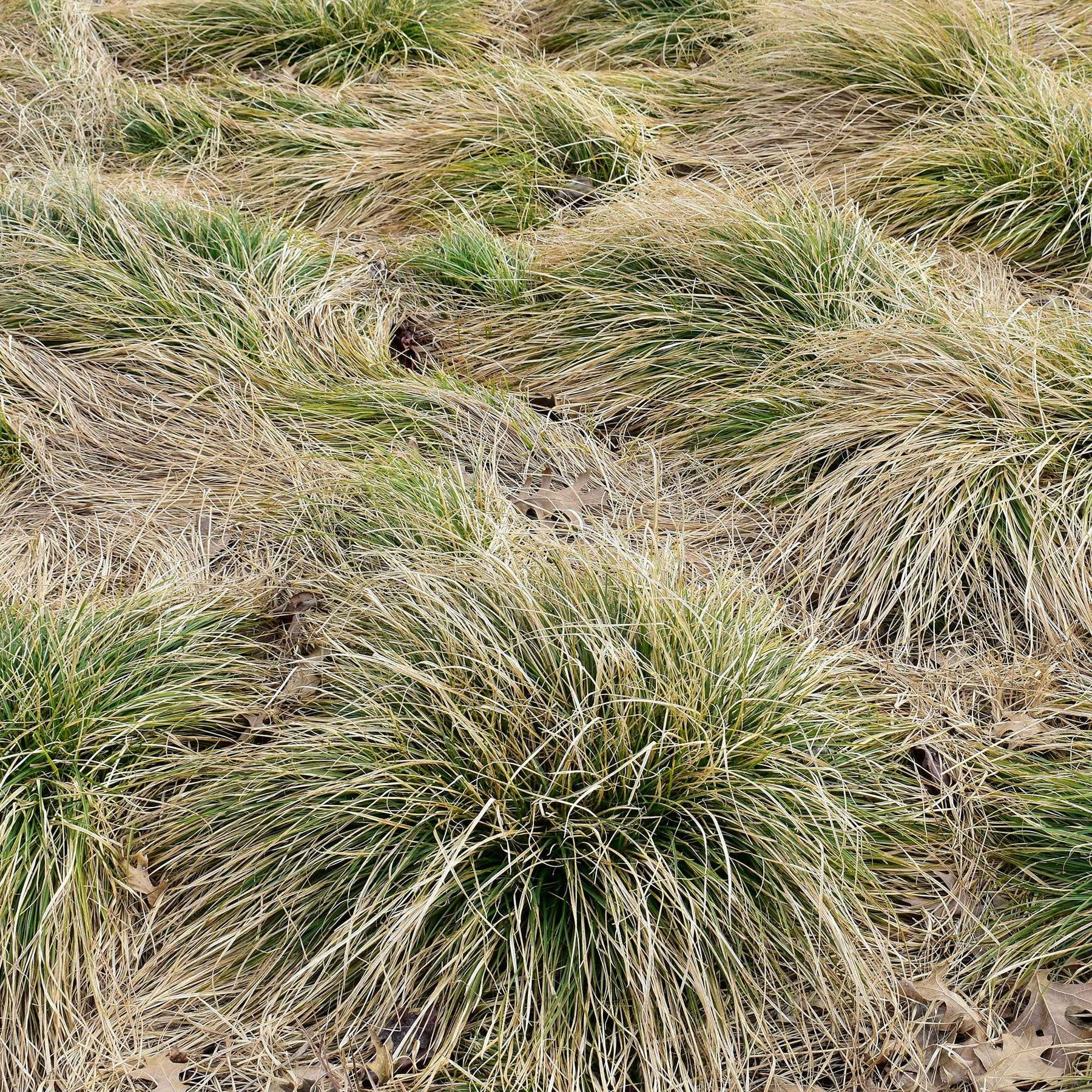 Laîche Frosted Curls - Carex - Carex comans frosted curls - Willemse