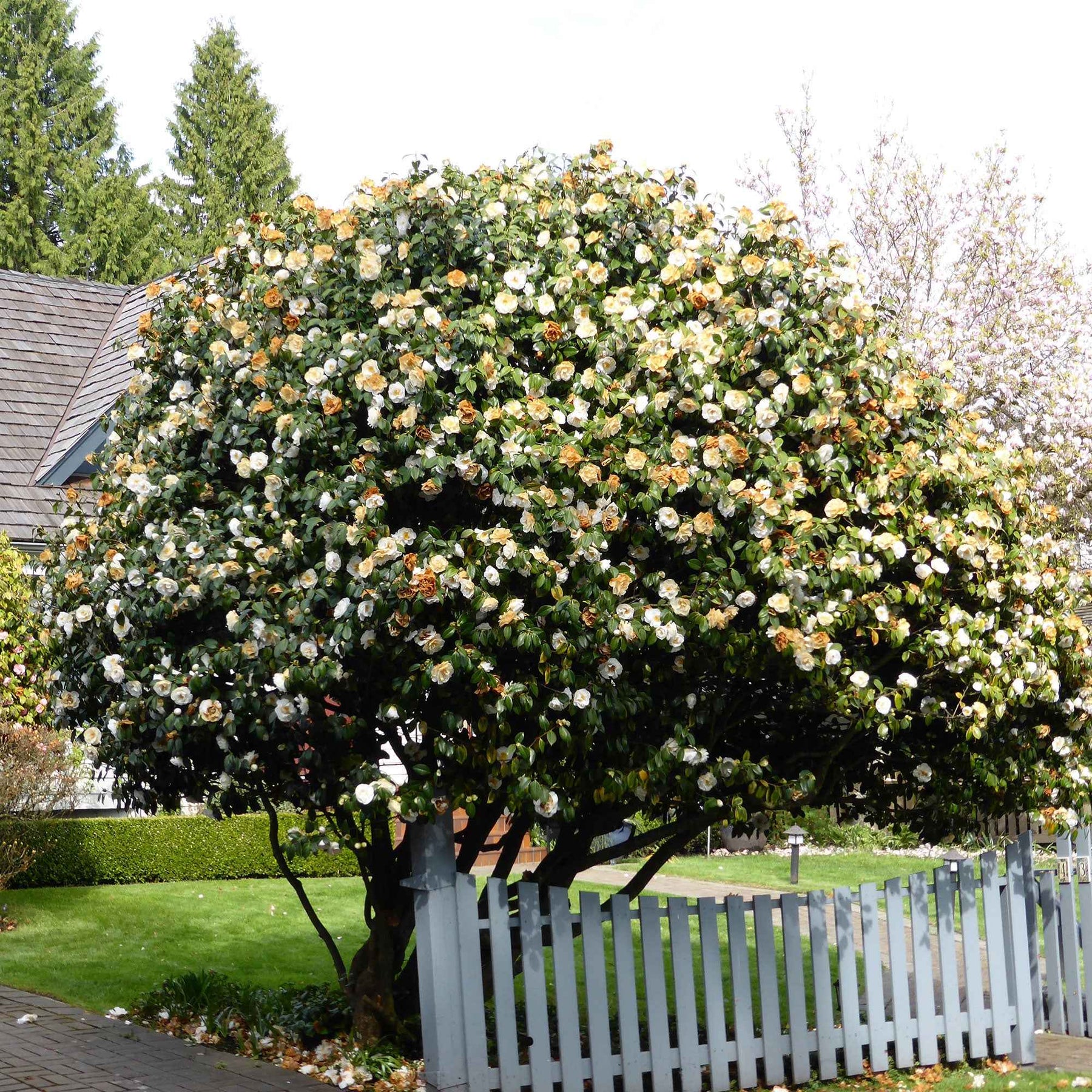 Camellia japonica Brushfields Yellow - Camélia du Japon Brushfields Yellow - Camélias