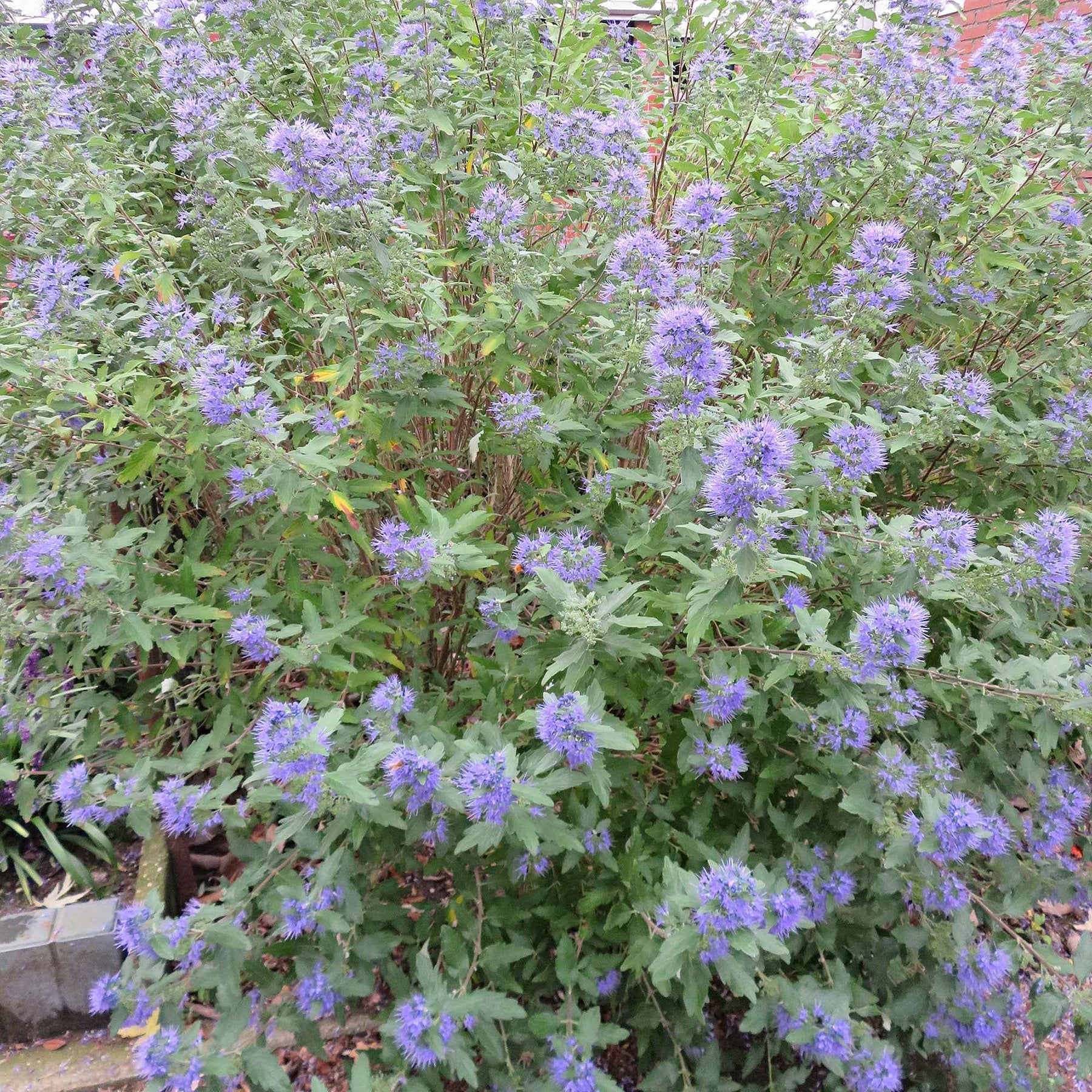 Vente Caryopteris Heavenly Blue - Caryopteris clandonensis Heavenly Blue