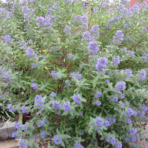 Vente Caryopteris Heavenly Blue - Caryopteris clandonensis Heavenly Blue