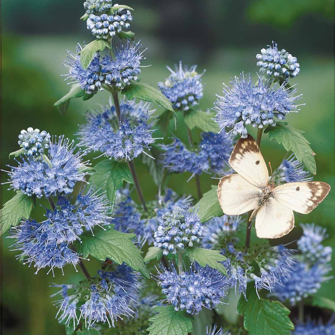 Caryopteris Heavenly Blue - Caryopteris - Willemse