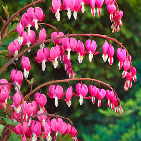 Vente Coeur de Marie - Dicentra spectabilis