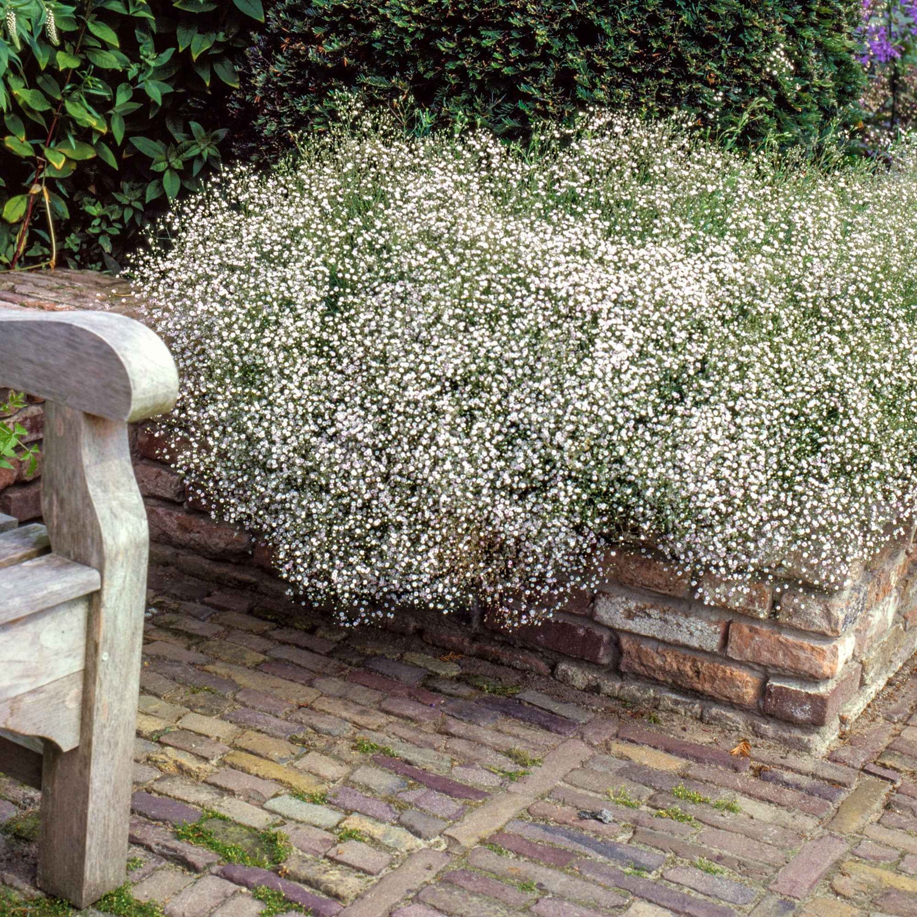 Gypsophile - 3 Gypsophiles blanche - Gypsophila paniculata