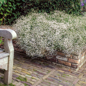 Gypsophile - 3 Gypsophiles blanche - Gypsophila paniculata