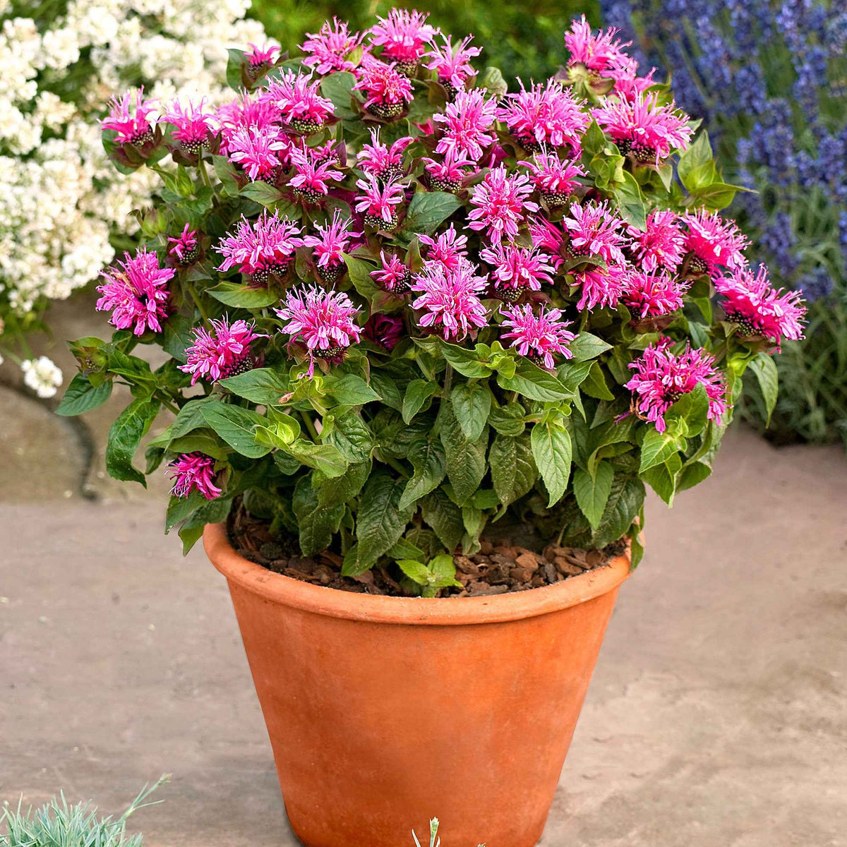 Monarde Cranberry Lace - Willemse