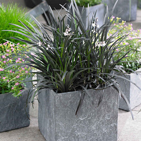 Ophiopogon noir Niger - Vivaces couvre-sol - Willemse
