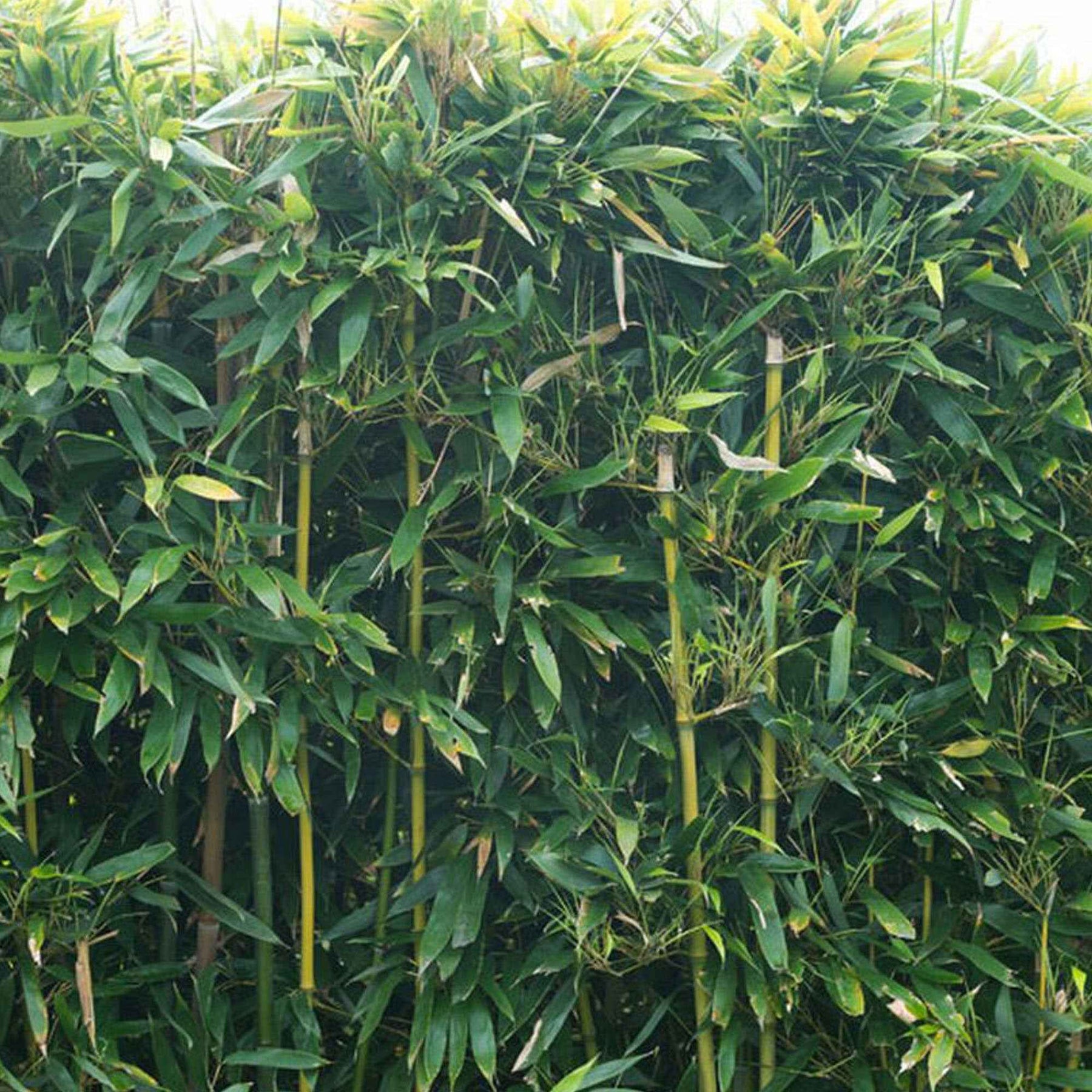 Vente Bambou traçant à chaumes verts - Phyllostachys bissetii