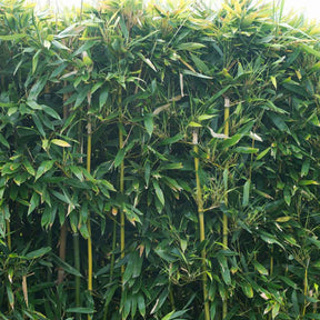 Vente Bambou traçant à chaumes verts - Phyllostachys bissetii