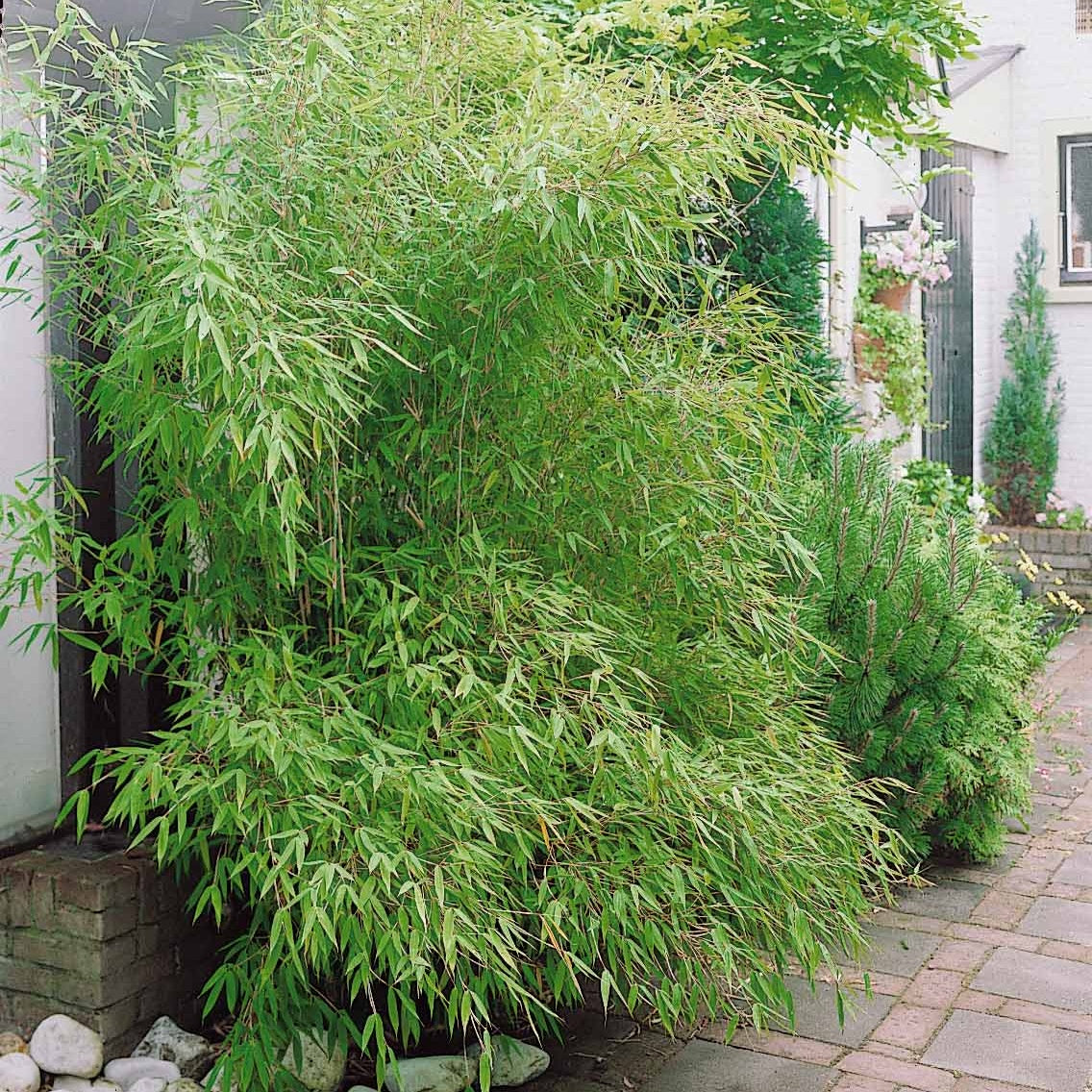 Bambous - Bambou traçant à chaumes verts - Phyllostachys bissetii