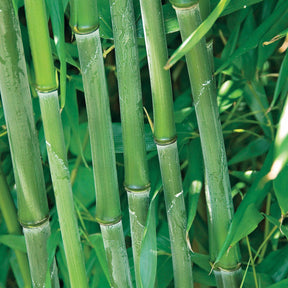 Phyllostachys bissetii - Bambou traçant à chaumes verts - Bambous