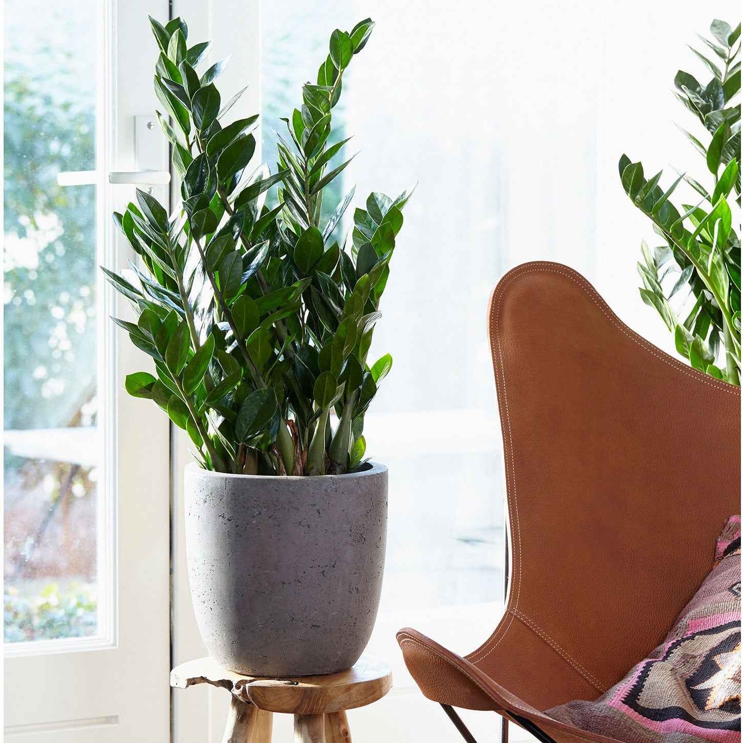 Zamioculcas - Zamioculcas - Zamioculcas zamiifolia