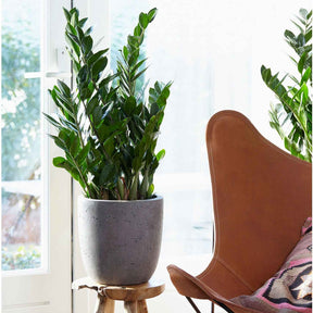 Zamioculcas - Zamioculcas - Zamioculcas zamiifolia