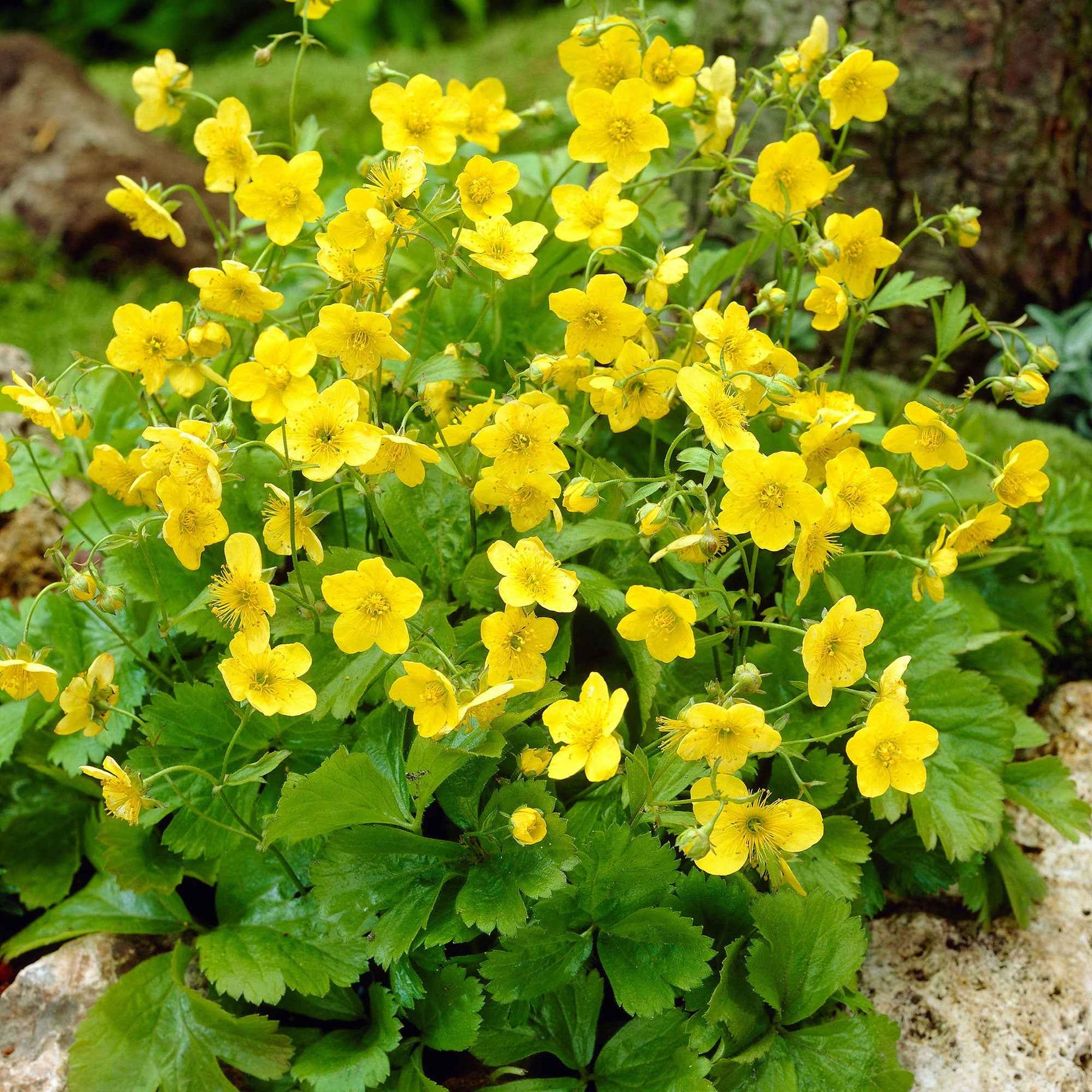 Waldsteinia ternata - Willemse