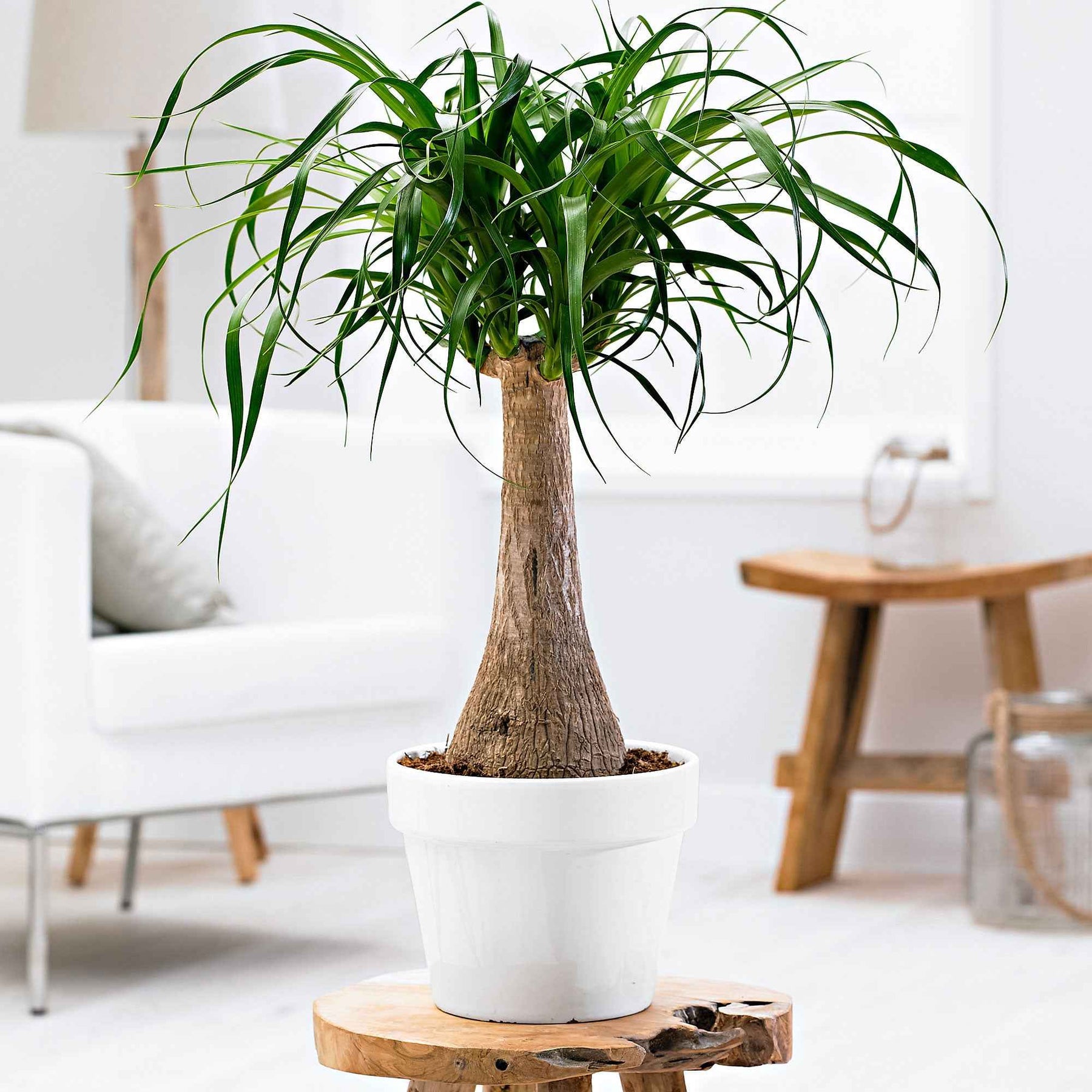 Beaucarnea recurvata - Pied d'éléphant - Plantes vertes