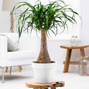 Beaucarnea recurvata - Pied d'éléphant - Plantes vertes