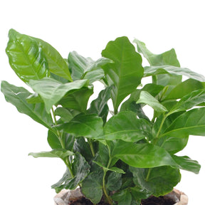 Coffea arabica - Caféier - Plantes vertes
