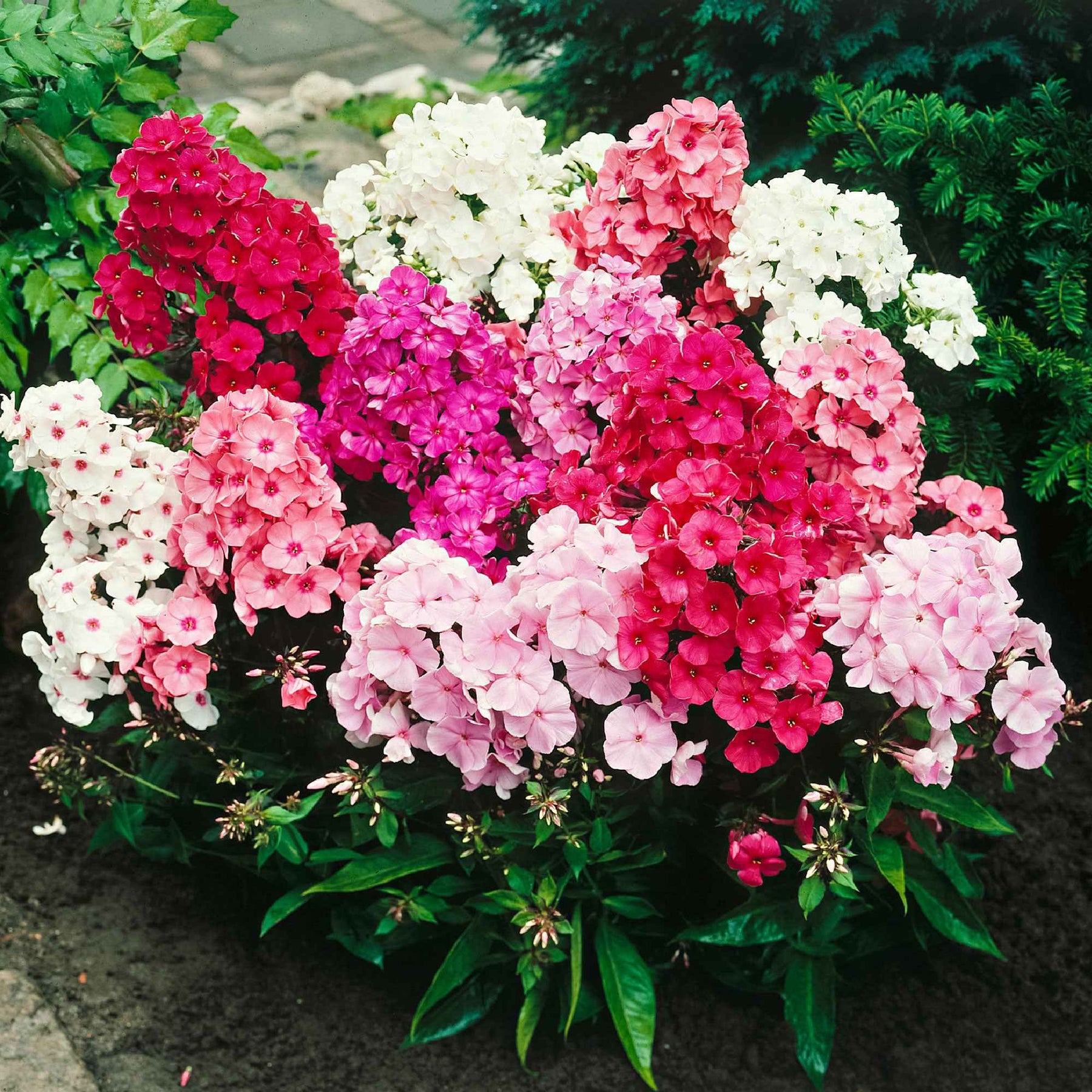 Phlox paniculé - 5 Phlox paniculé en mélange - Phlox paniculata