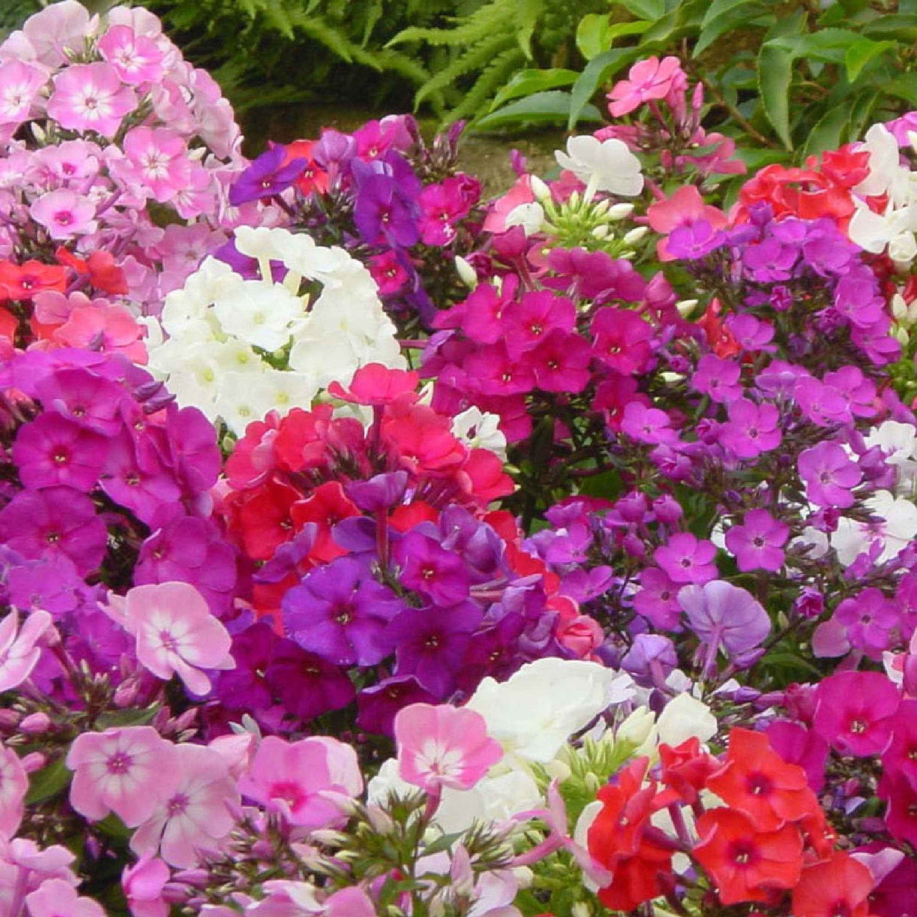 Phlox paniculata - 5 Phlox paniculé en mélange - Phlox paniculé