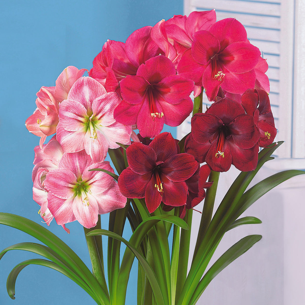 3 Amaryllis en mélange - Willemse