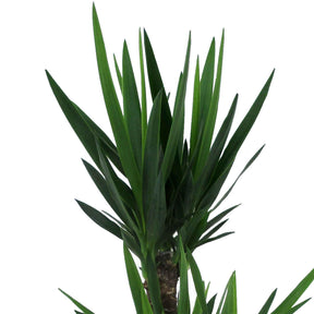 Yucca elephantipes - Yucca elephantipes - Willemse