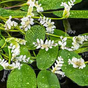 Vente Vanille d'eau - Aponogeton distachyos