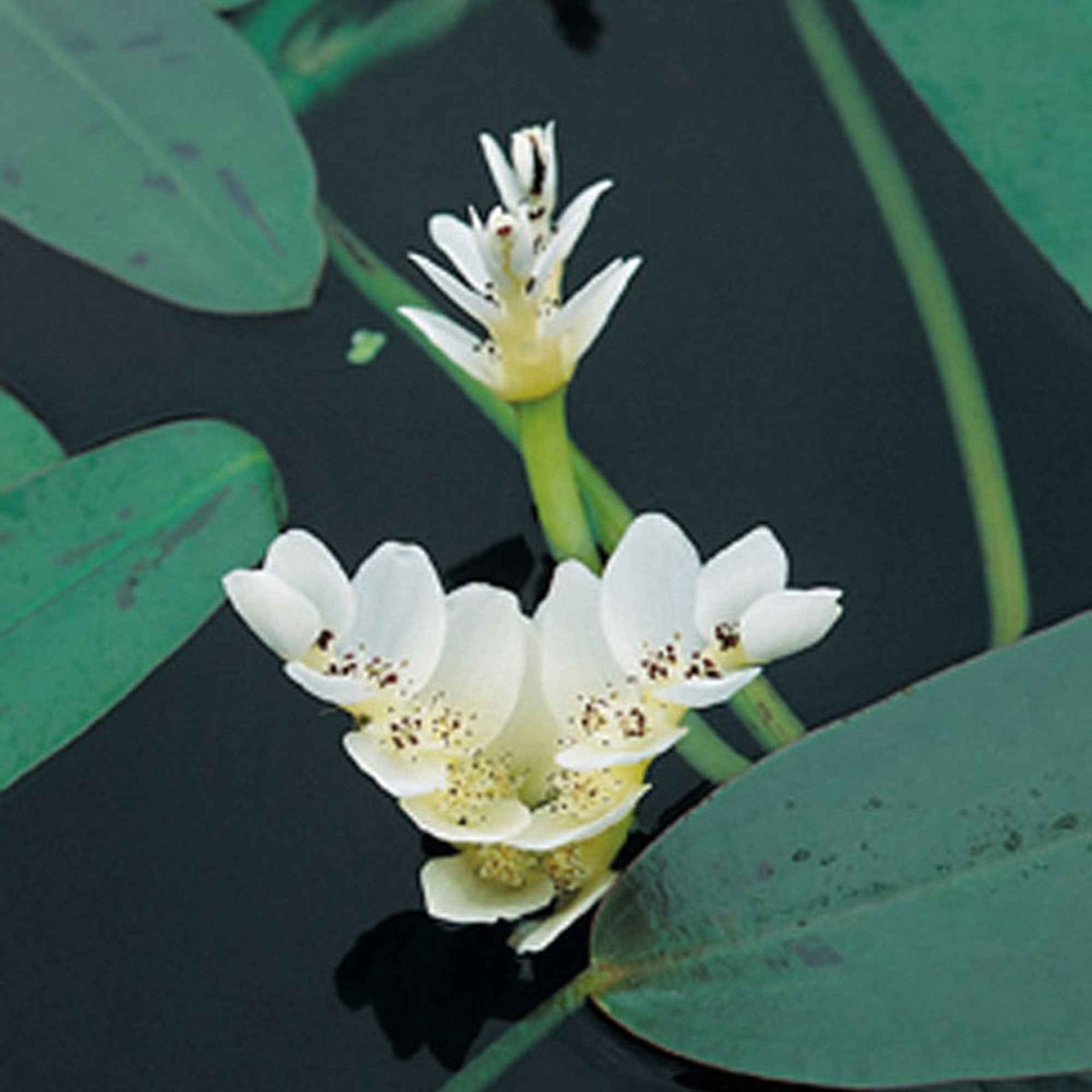 Plantes de bassins - Vanille d'eau - Aponogeton distachyos