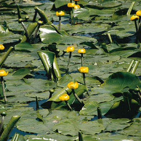 Nénuphars - Nénuphar commun - Nuphar lutea