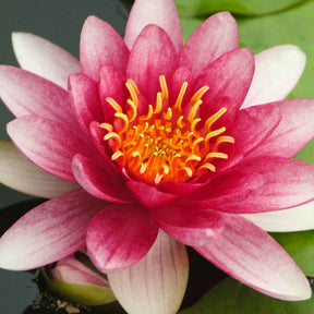 Nénuphar Attraction - Nénuphars - Willemse