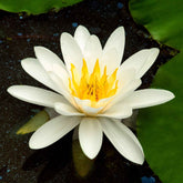 Nénuphar Marliacea Albida - Willemse