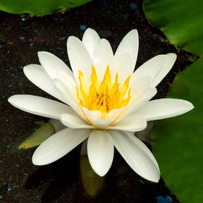 Nénuphar Marliacea Albida - Willemse