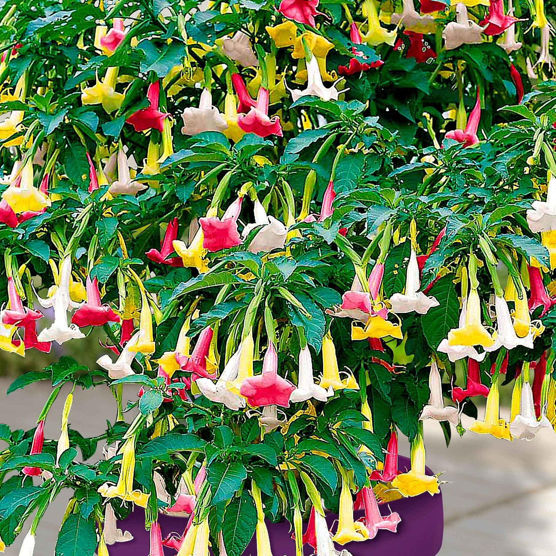 Vente Brugmansia tricolore rose, blanc, jaune - Brugmansia