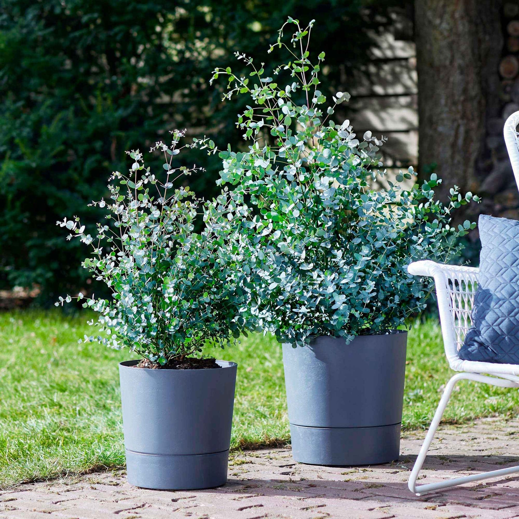 Eucalyptus - Eucalyptus gunnii - Eucalyptus gunnii