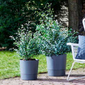 Eucalyptus - Eucalyptus gunnii - Eucalyptus gunnii