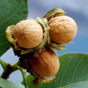 Noyer - Noyer commun - Juglans regia