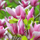 Magnolia de Soulange - Willemse