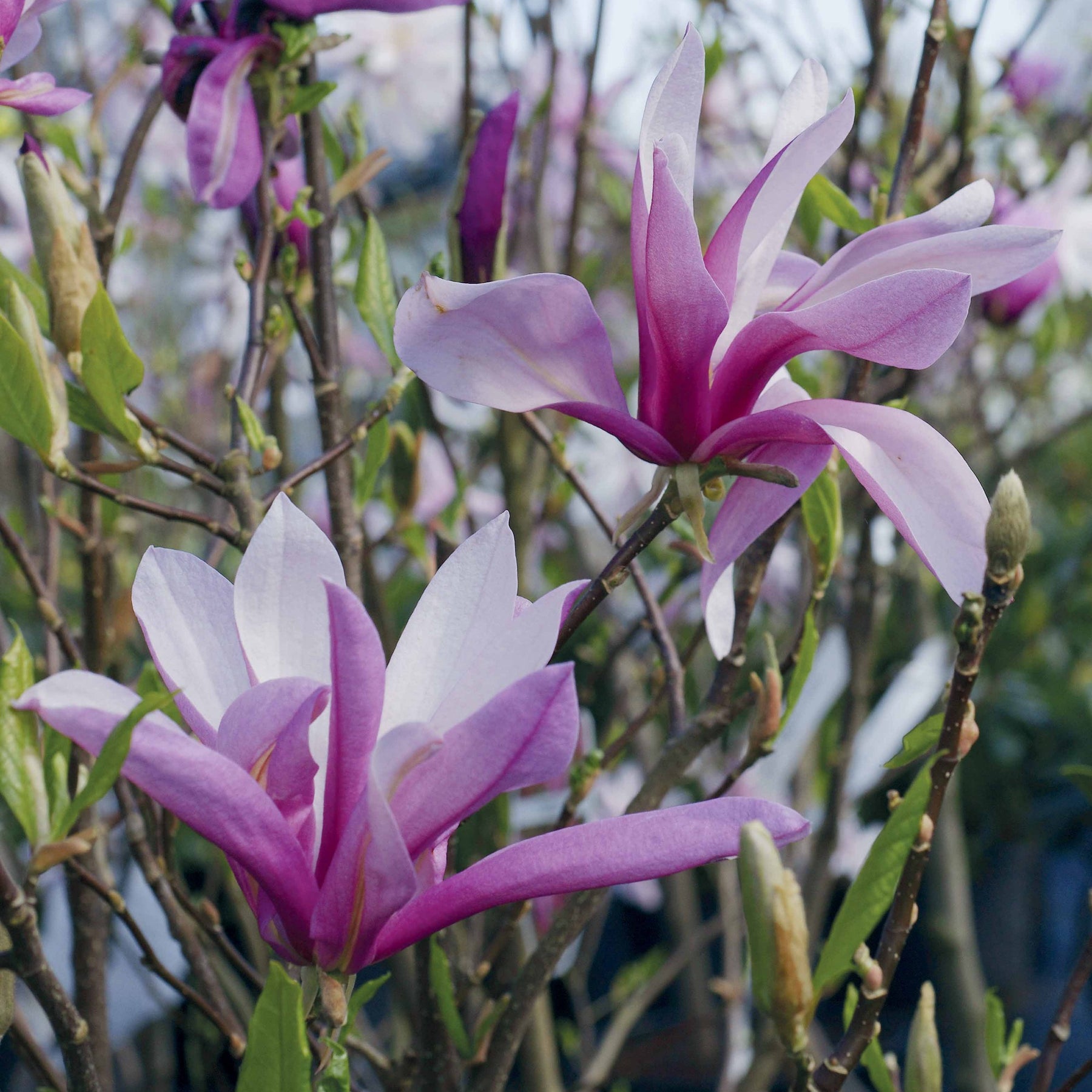Vente Magnolia de Soulange